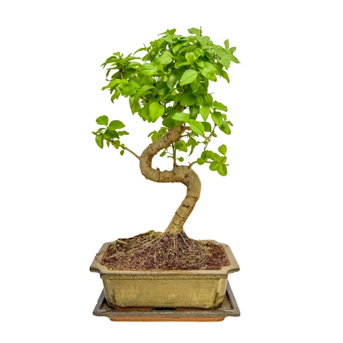 Mandarin Tree Inc Tray 34cm