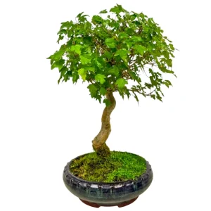 Spiral Trident Maple 42cm