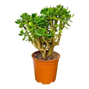Crassula Ovada (Jade Plant) 53cm