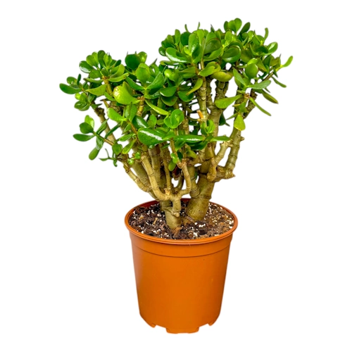 Money Plants for Beginners | Easy Care Guide & Best Indoor Money Trees -  Miyagi Bonsai