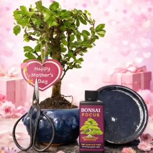 Mother's Day 28cm Fukien Tea Tree Broom Shape Bonsai Kit P10