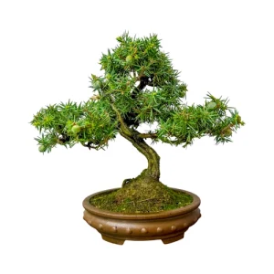Juniperus Rigida 24cm