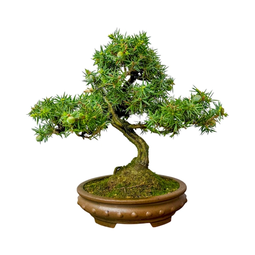 Juniperus Rigida 24cm