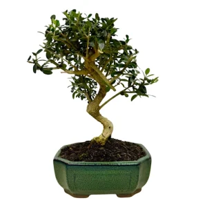 Bonsai Price Guide: How Much Do Bonsai Trees Cost for Beginners? - Miyagi  Bonsai