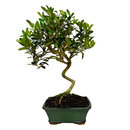 Lush Olive Tree 42cm