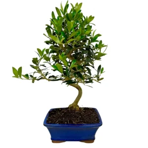Full Olive Tree 43cm