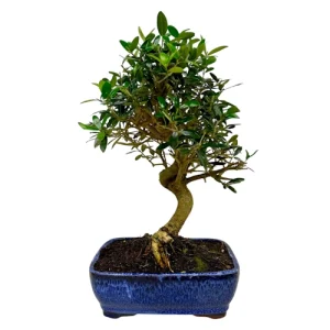 Bonsai Price Guide: How Much Do Bonsai Trees Cost for Beginners? - Miyagi  Bonsai