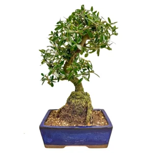 Olive Tree (Olea sylvestris) 36cm