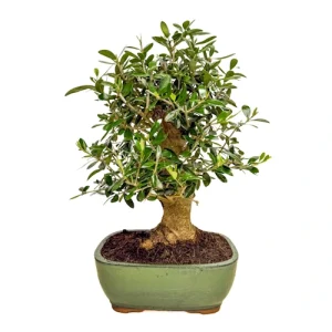 Structured Olive Tree (Olea europaea) 39cm