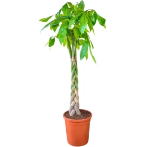 Pachira Aquatica Braided Stem 145cm