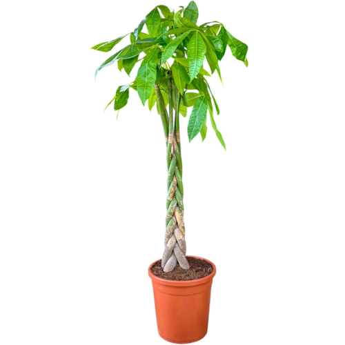 Pachira Aquatica Braided Stem 145cm