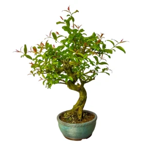 Pomegranate 33cm