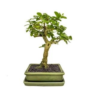 Japanese Premna 29cm Inc Tray