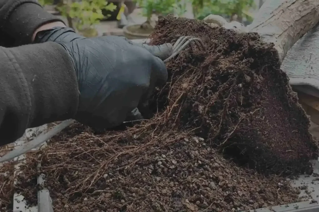 Bonsai root mass on its side mid-repot, a latex-gloved hand using a root rake to clear soil from it
