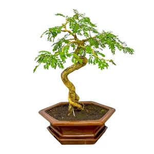 Sesbania 43cm inc Tray
