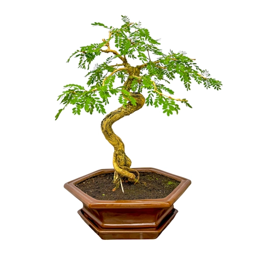 Sesbania 43cm inc Tray
