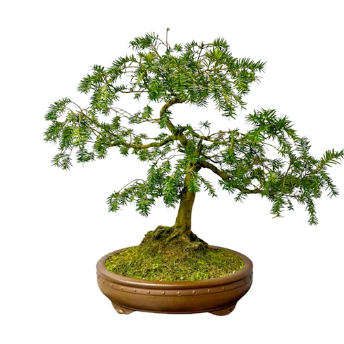 Japanese Yew Bonsai Care Guide - Miyagi Bonsai