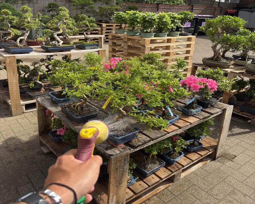 First person view of bonsai watering with hose spray lance, over a pallet of small, compact, flowering bonsai