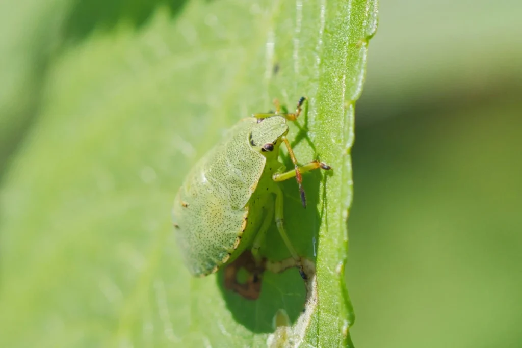 Close-up of an aphid crawling across a leaf surface, with a shadow falling beneath it from the sunlight