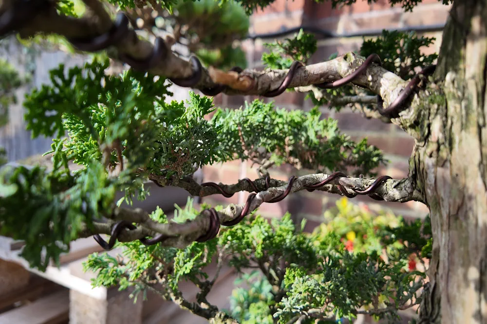 common bonsai spring mistakes