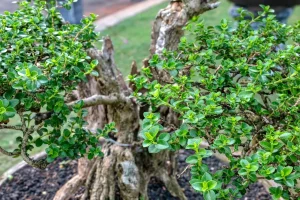 Aerial close-up of compact, ovate bonsai foliage in dense green clusters, with a rugged, thick trunk in the background