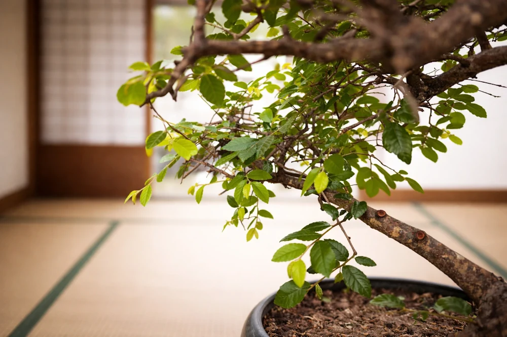 Close-up of lower bonsai canopy with angled branches and small, serrated leaves