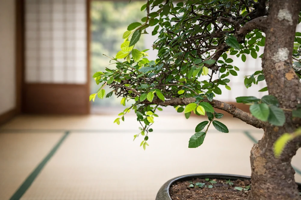 Bonsai lower canopy in close-up, showing angled branches with small serrated leaves