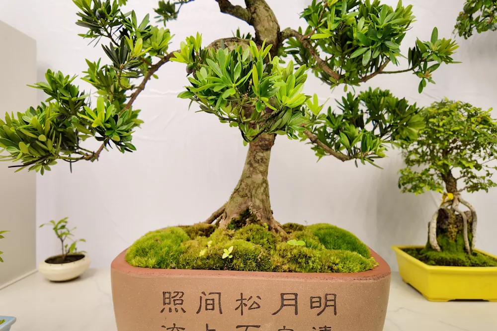 Buddhist pine bonsai close-up, showing bright green foliage, a ceramic pot and moss-covered soil