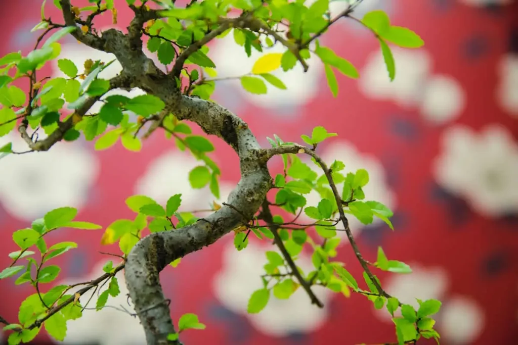 Close-up of small, serrated, light green bonsai leaves growing from a twisted S-shaped trunk