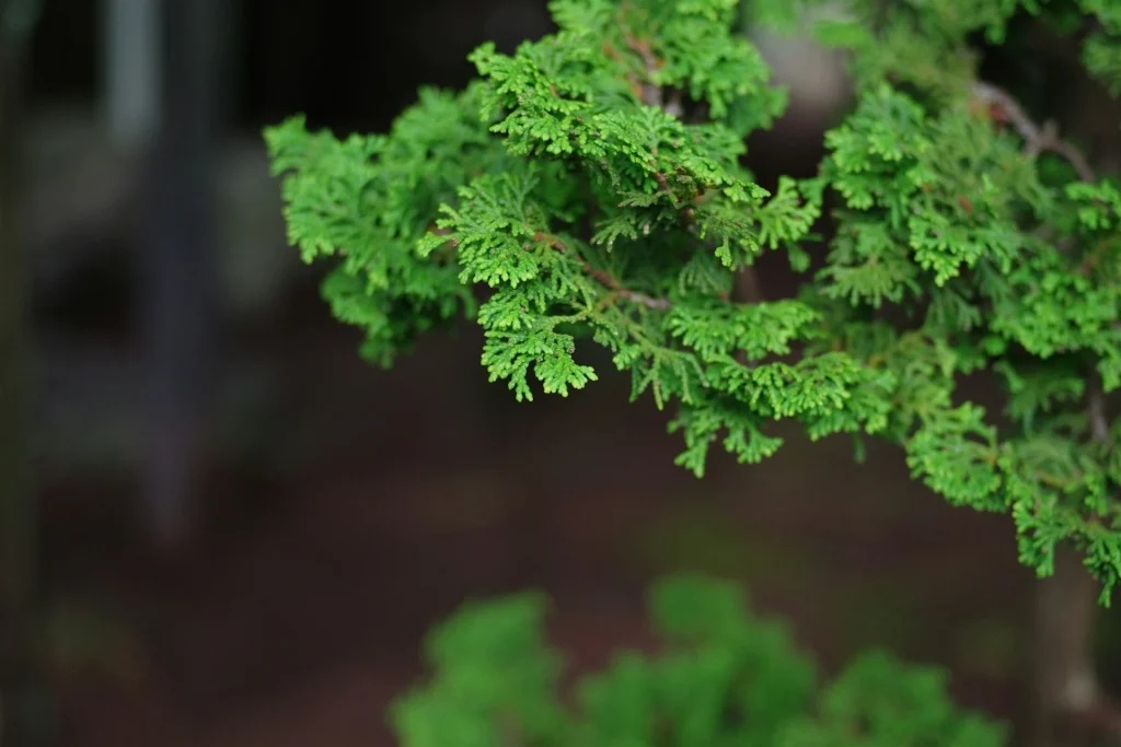 Extreme close-up of juniper bonsai foliage, showing scale-like leaves along the branches