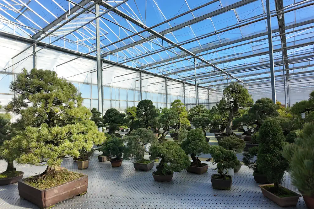 Expansive warehouse with open sky visible above, and numerous bonsai filling the foreground