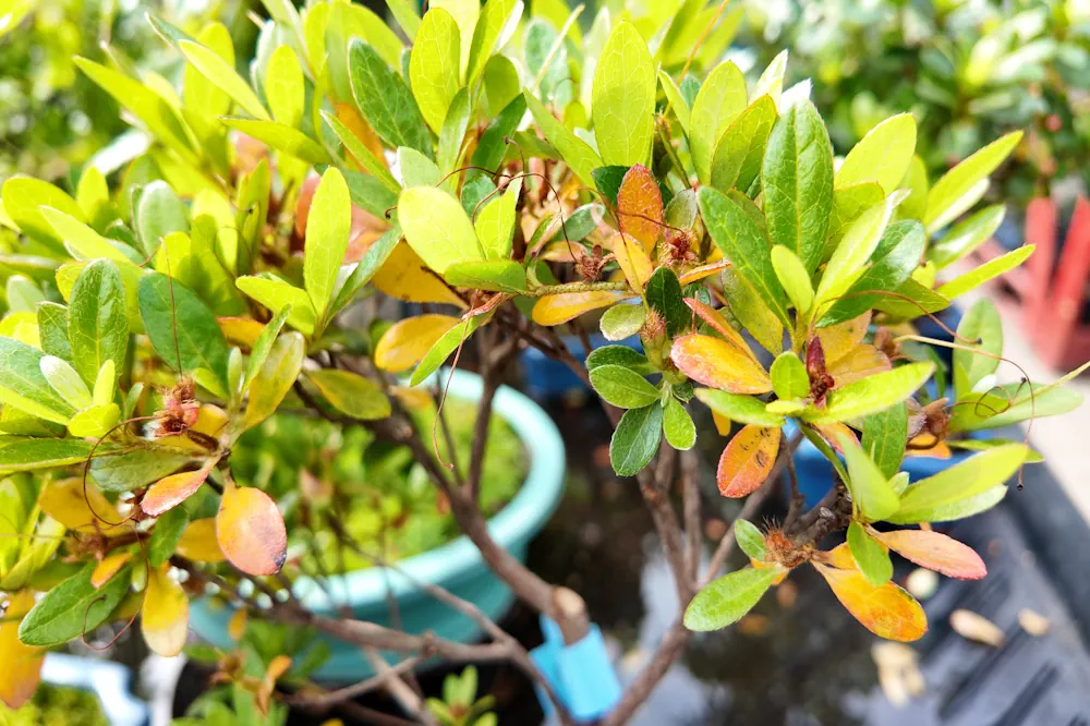 How Long Does Bonsai Take to Recover After Repotting? | Spring Timeline -  Miyagi Bonsai