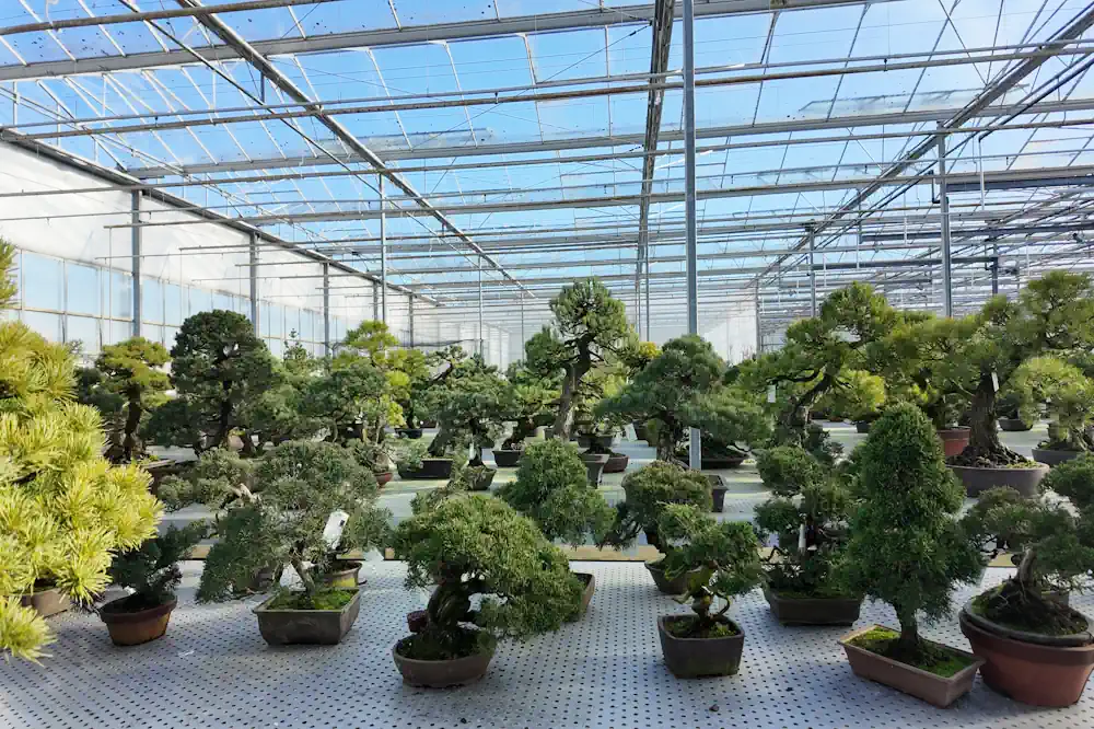 Warehouse with a skylight, filled with numerous bonsai species of different styles and sizes