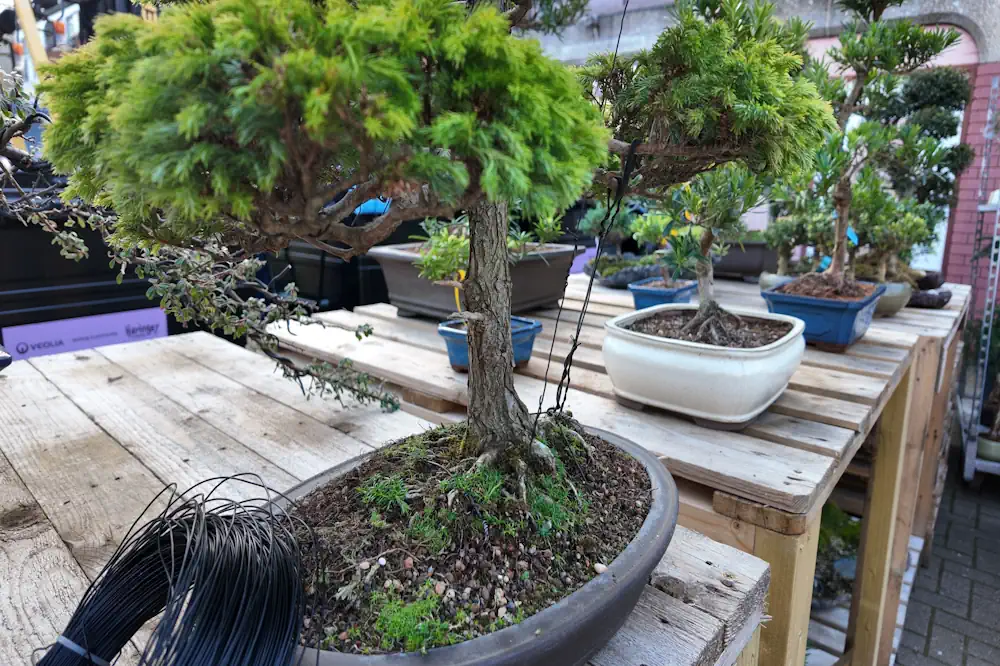 Bonsai lined up in an outdoor pallet display for wiring