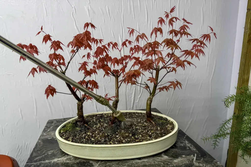 Forest style maple bonsai indoors on marble, being watered with a spray lance, in a cream pot