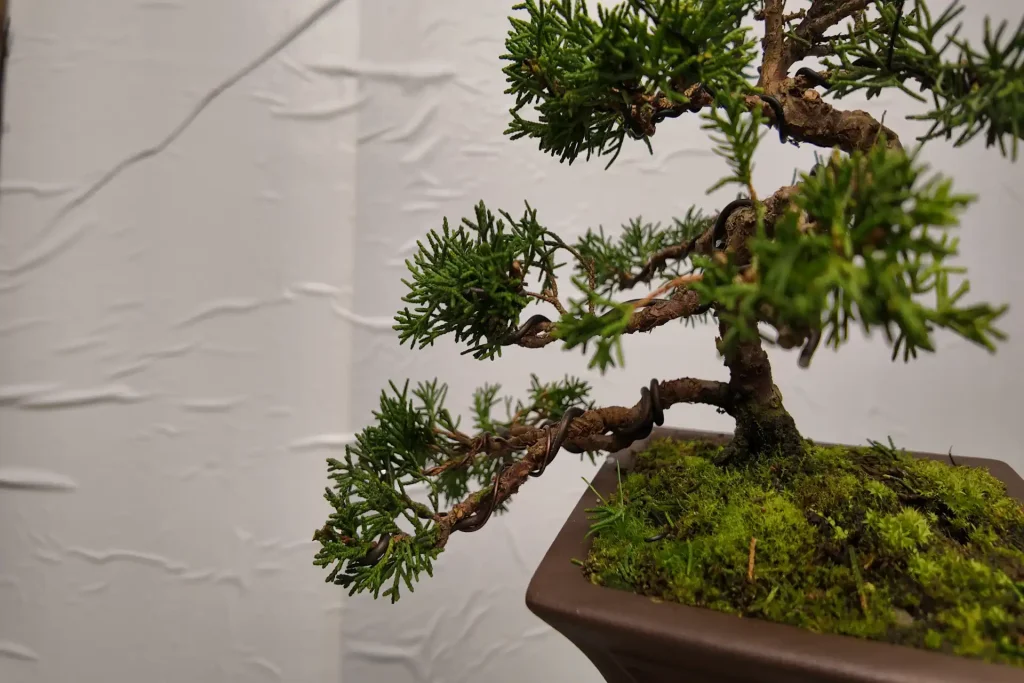 should you wire a bonsai in spring