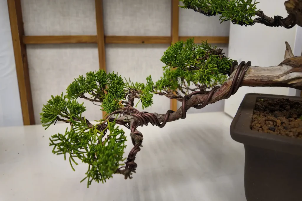 should you wire a bonsai in Spring