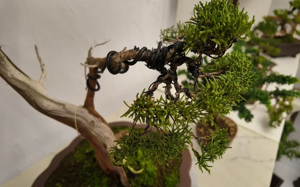 should you wire a bonsai in spring