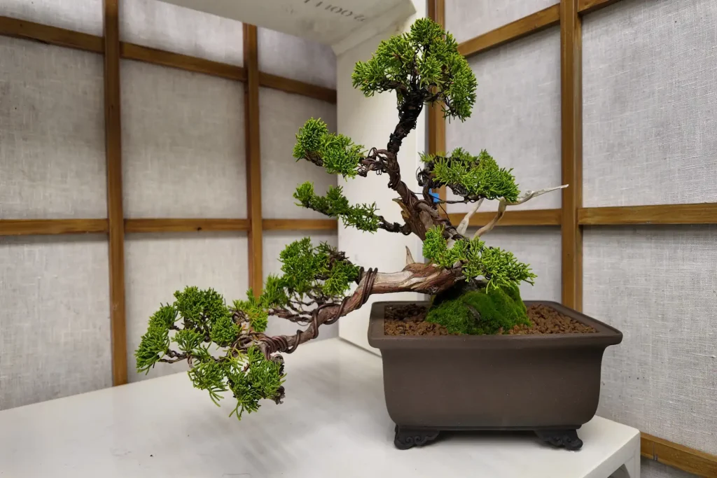 should you wire a bonsai in spring