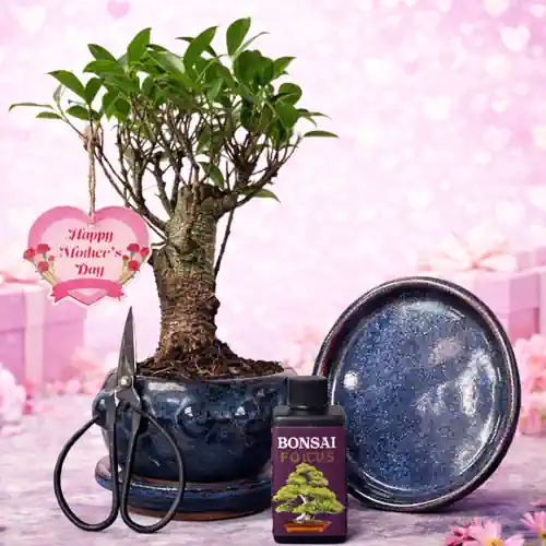 Mother's Day 28cm Ficus Broom Shaped Bonsai Kit P10cm