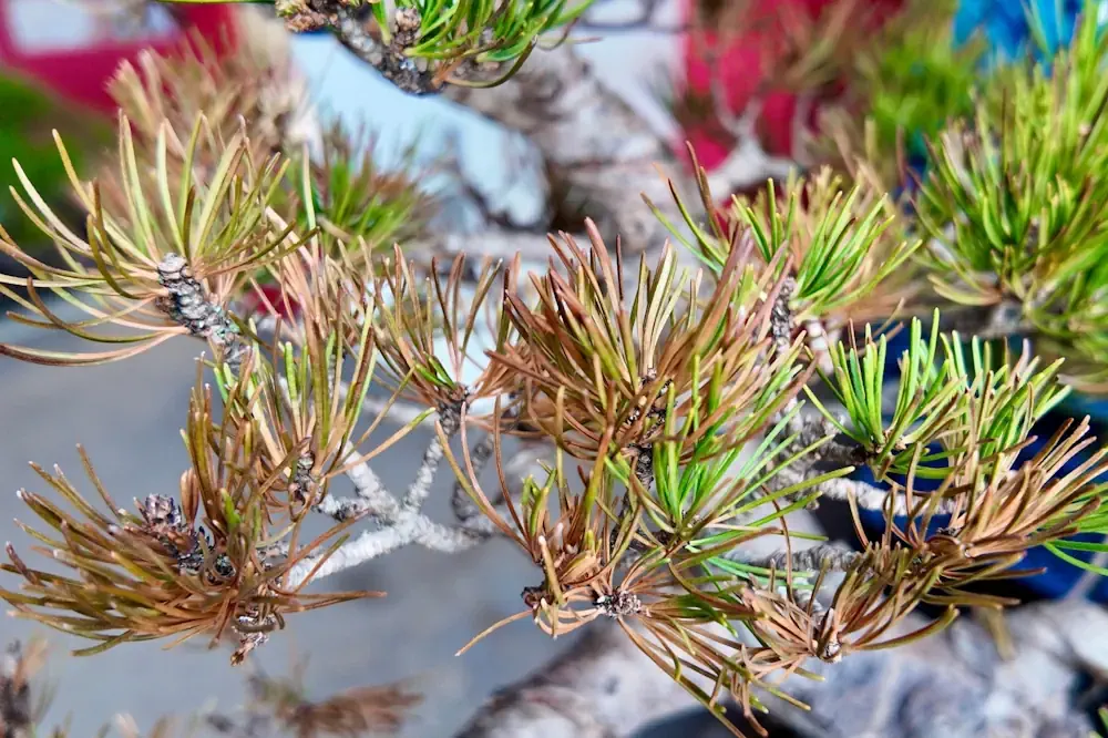 Signs Your Bonsai Is Stressed After Repotting (What's Normal vs Not) -  Miyagi Bonsai