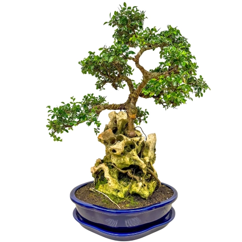 One Of A Kind Rock Feature Chinese Elm Inc Tray 59cm