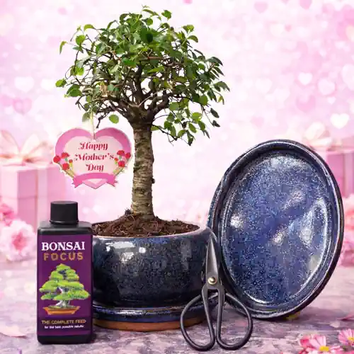 Mother's Day 28cm Broom Chinese Elm Bonsai Kit P10
