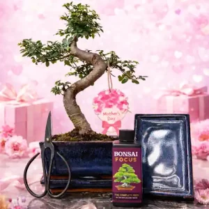 Mother's Day 30cm S-Shaped Chinese Elm Bonsai Kit P15