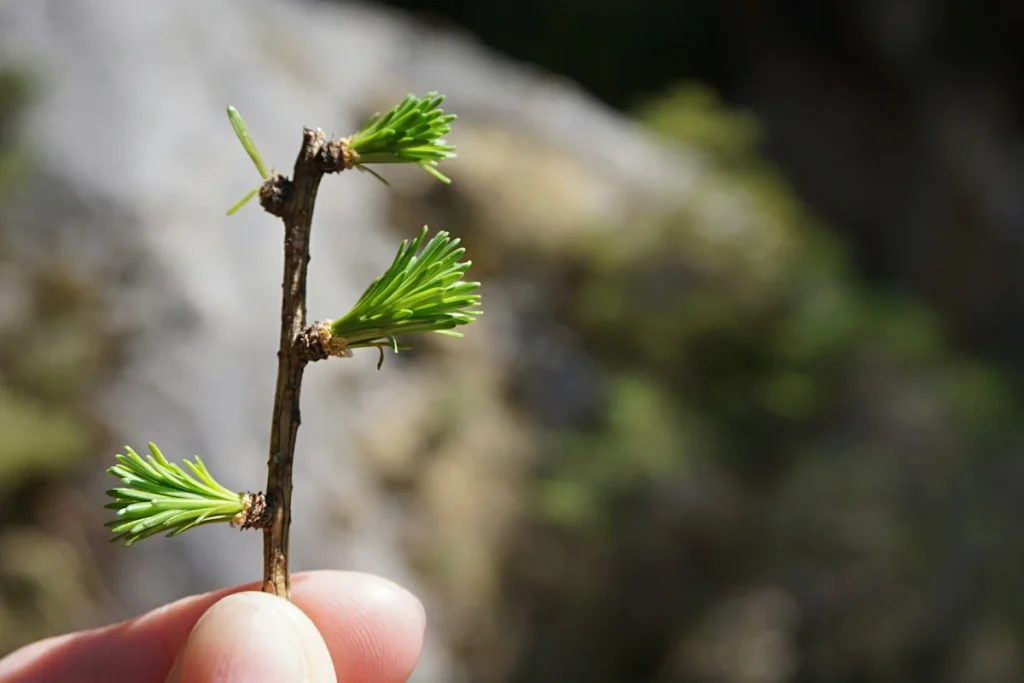Close-up of a single pine branch cutting, with new shoots developing at the nodes