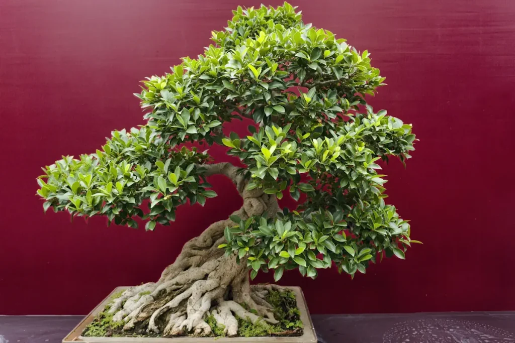 Large ficus bonsai with several pads of thick foliage and a huge, gnarled trunk