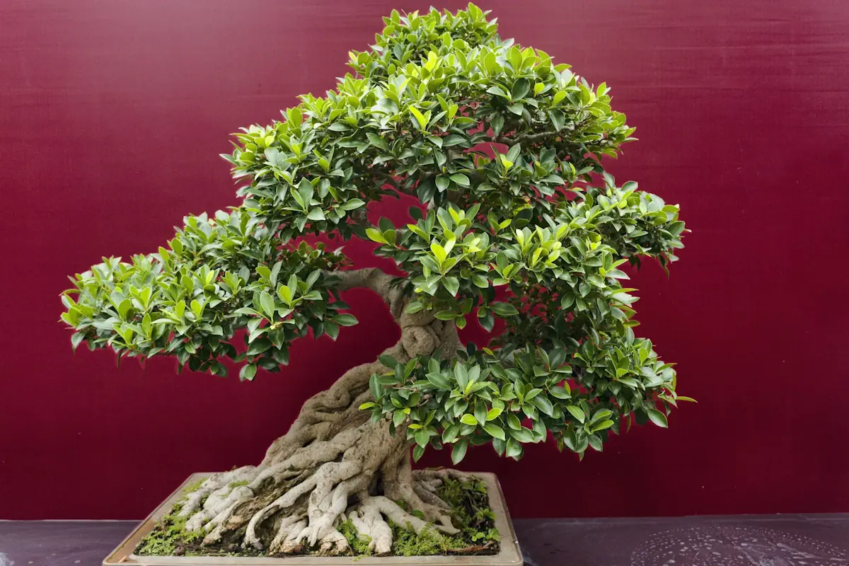 Best Indoor Bonsai Trees (2026): Top Species for Homes, Offices & Gifts -  Miyagi Bonsai