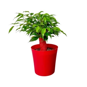 Ficus microcarpa (Ginseng Fig Bonsai) 28cm