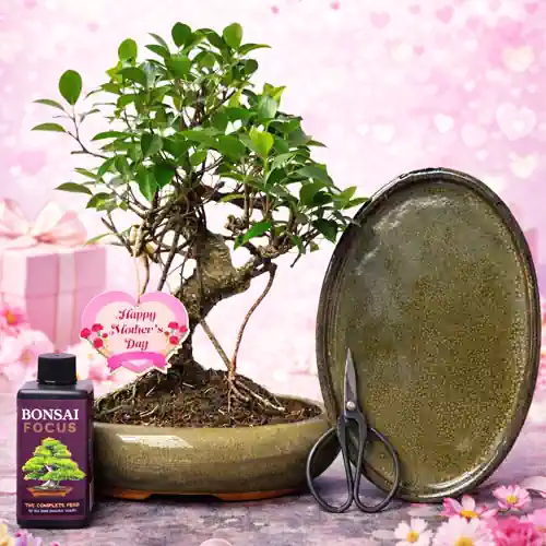 Mother's Day 40cm Ficus S-Shaped Bonsai Kit P22cm