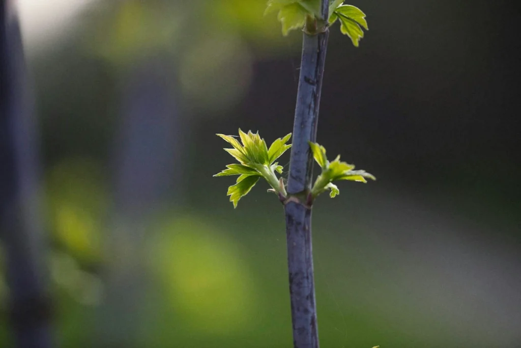 New shoots emerging from bonsai graft points on a branch, shown in close-up